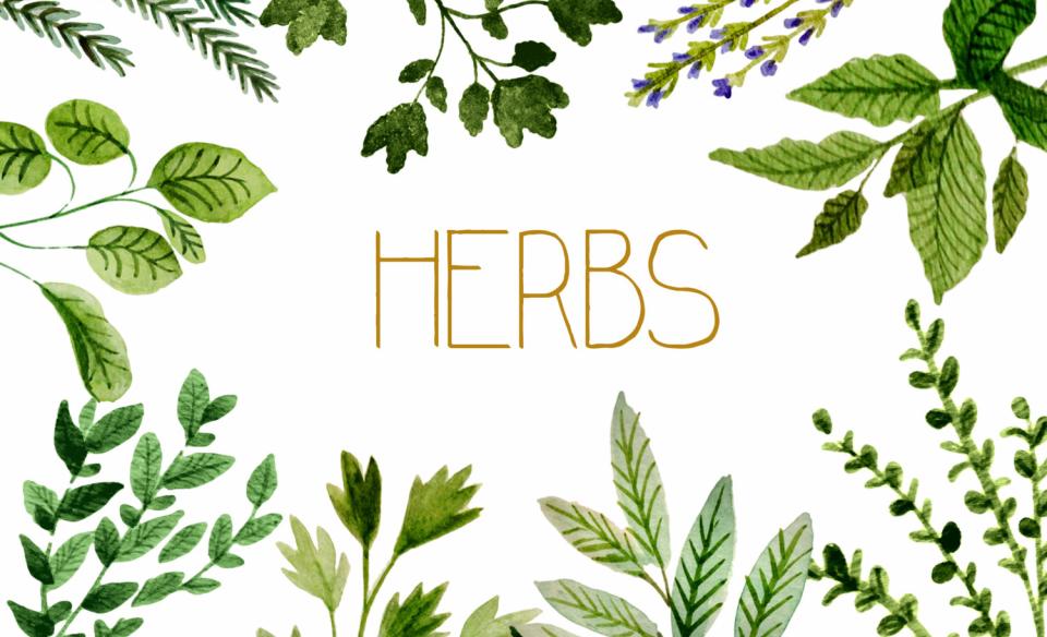 The word herbs encircled by a variety of herbs