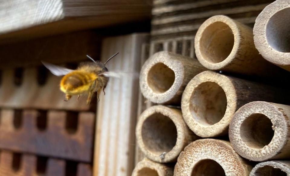 A bee flying into a homemade hotel for bees