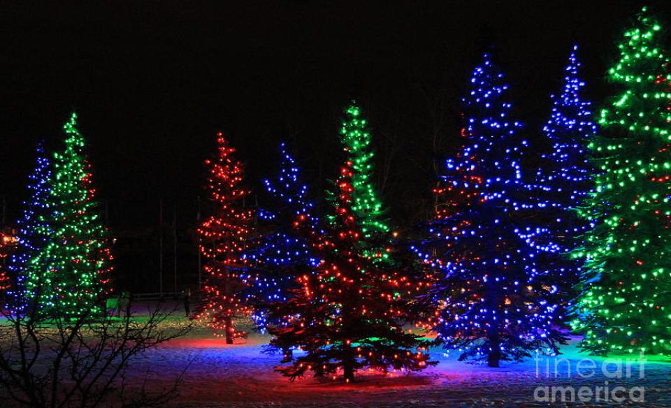 several pine trees with lights on them lit up at night