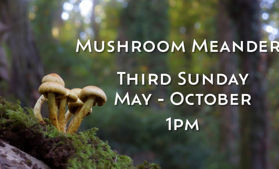 mushroom meanders