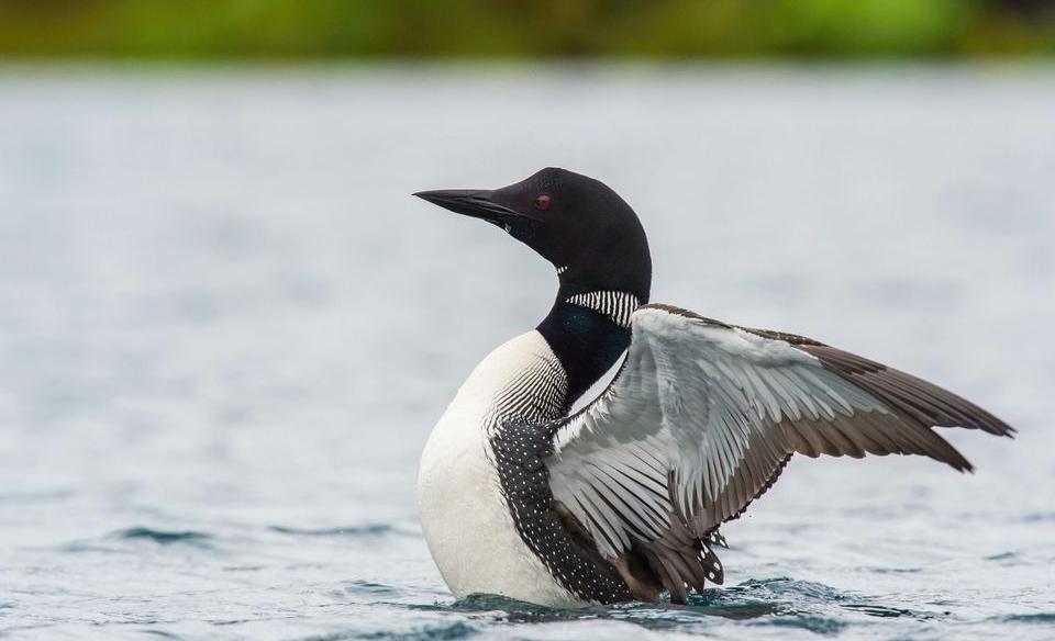 A loon on the water opening up his wings