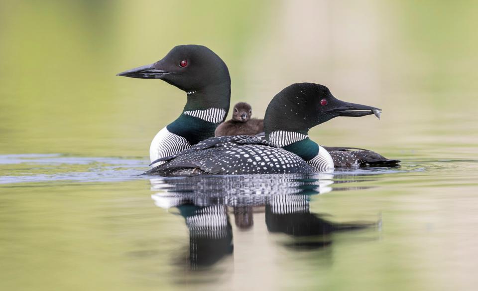 A loon family on the water