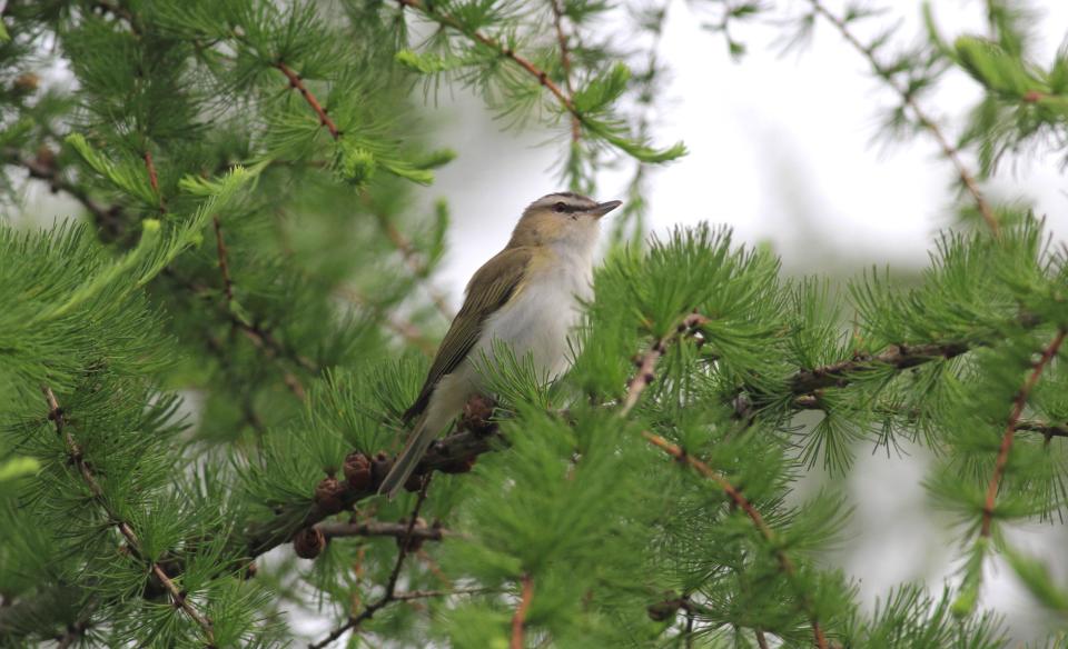 Bird sitting in a pine tree