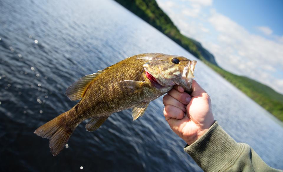 Fish is being taken off a line during the fishing derby in Tupper Lake
