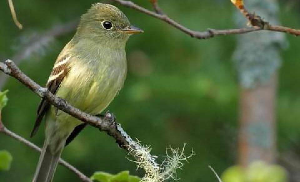 A little bird sitting perched on a small tree branch