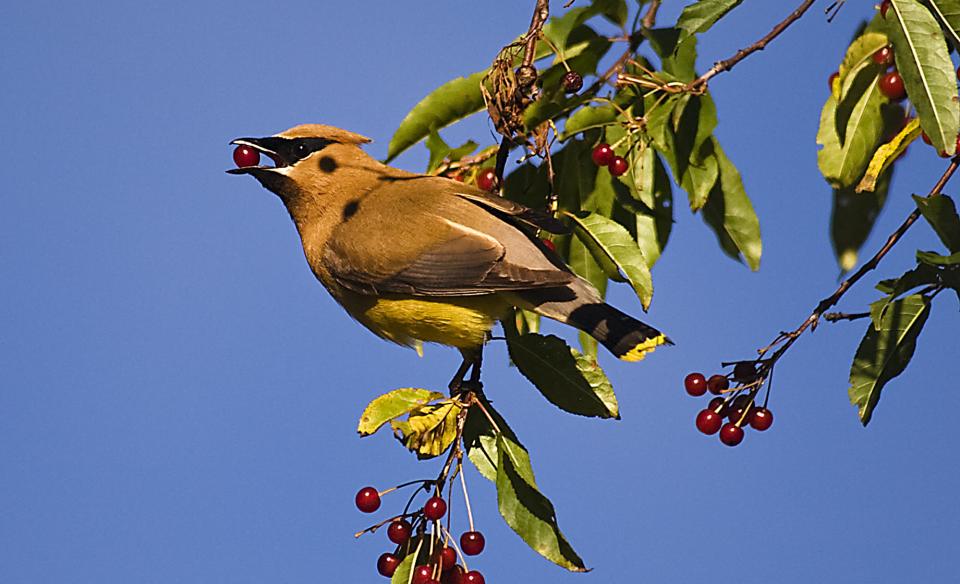 bird standing a thin tree branch with a small red