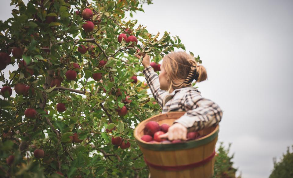 apple picking
