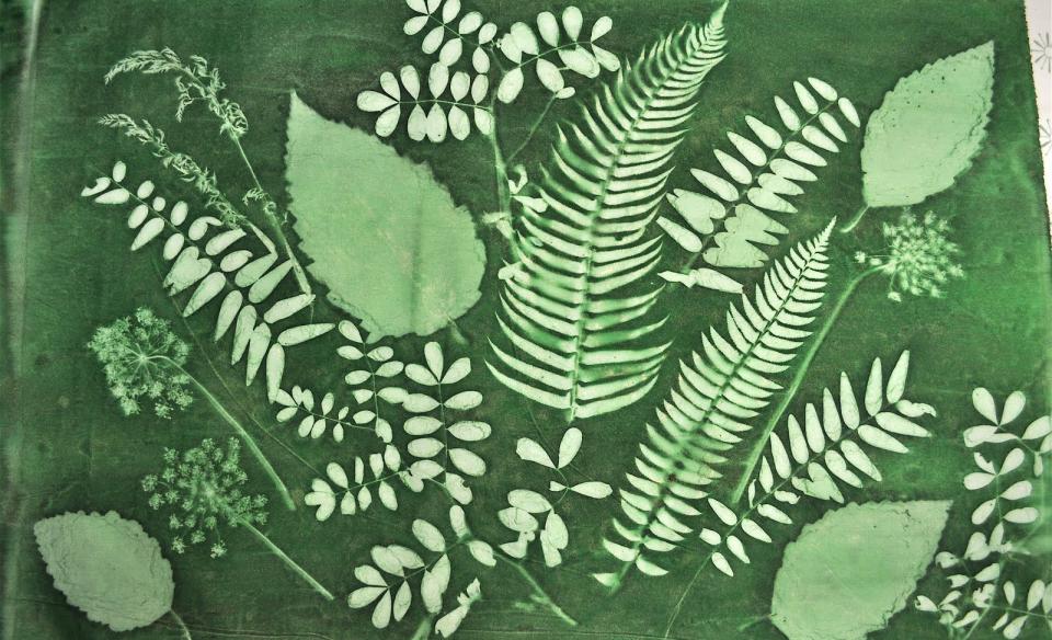 nature prints of leaves and ferns.