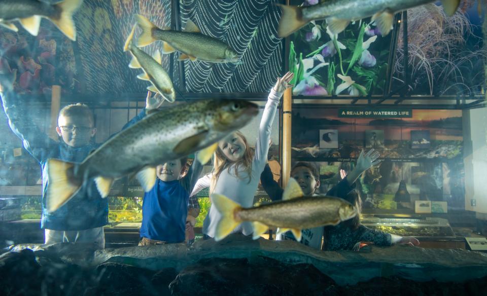 Three young museum attendees observe one of The Wild Center's river otters swimming through his enclosure