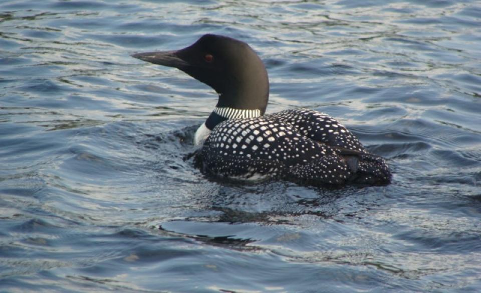 Loon swimming on the lake.