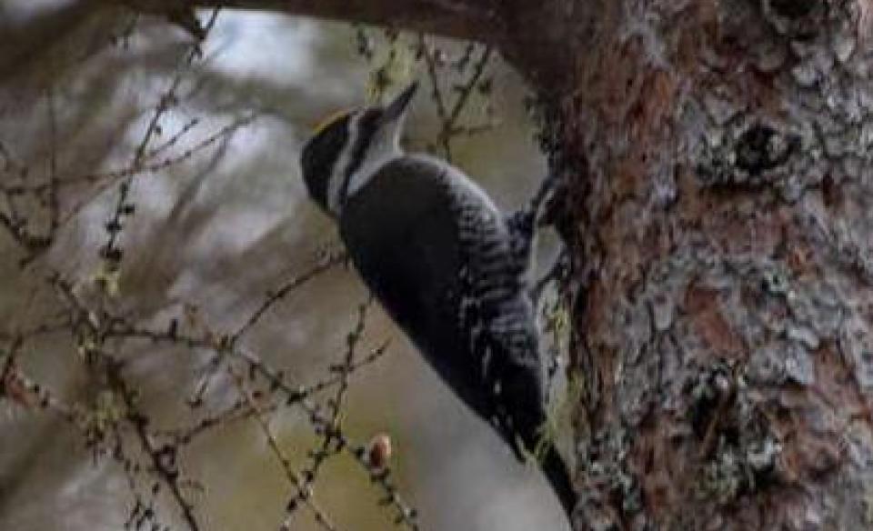 A woodpecker on a tree