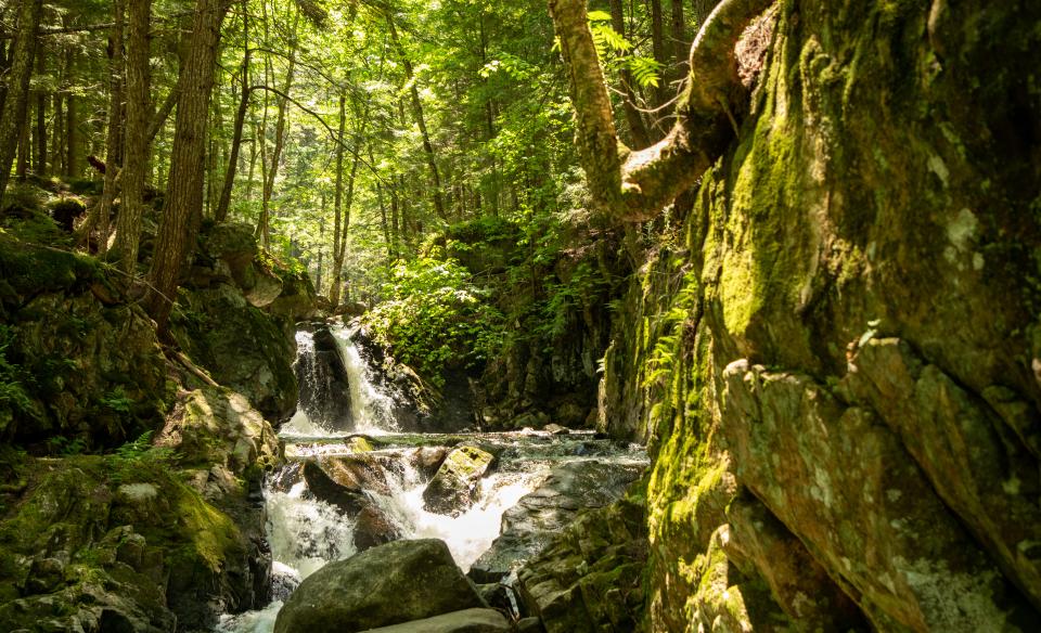 East Jimmy Creek Falls surrounded by vibrant green plant life