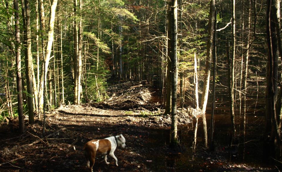 This trail is a long hike to the shores of Limekiln Lake.