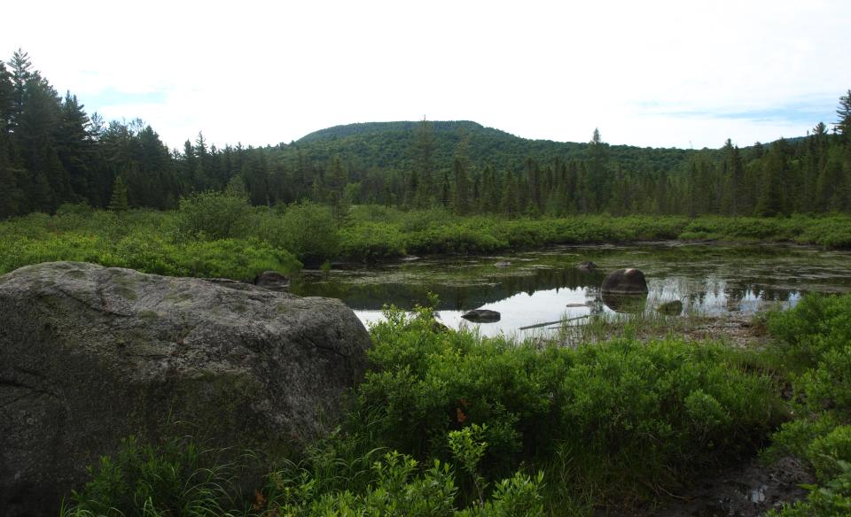 The Sargent Ponds Wild Forest is a wonderful environment for birding.