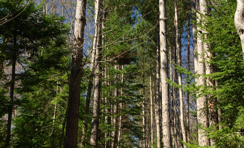 A nice loop hike from Lake Eaton Campground.