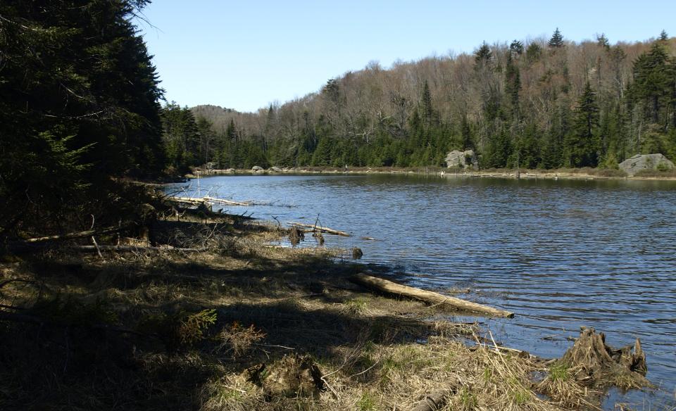 The shoreline of a narrow pond