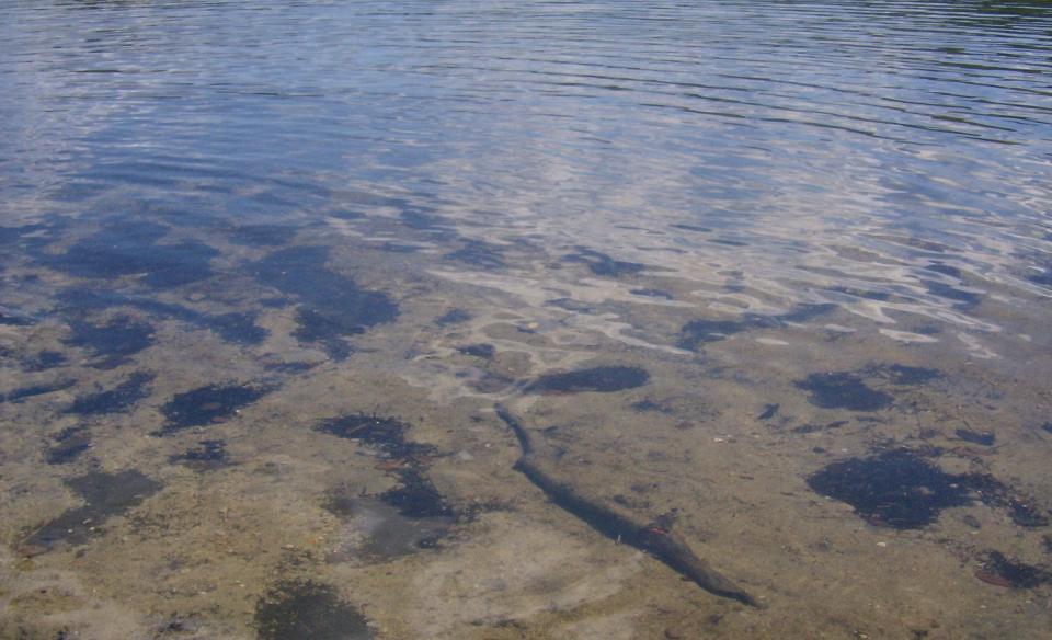 A shallow pond with a sandy bottom