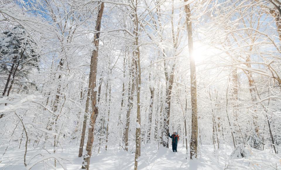 A hiker snowshoeing through wintry trees