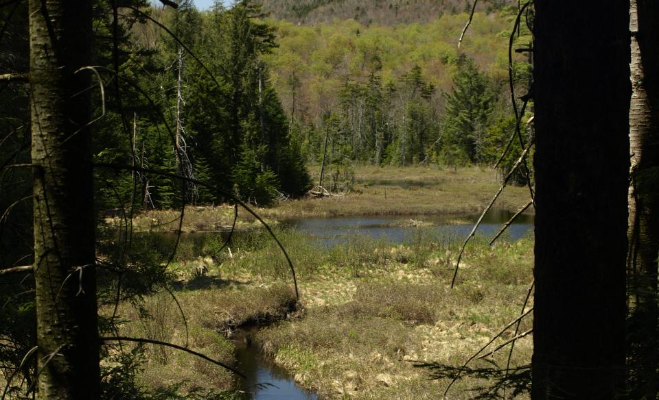 this looks like wetlands.