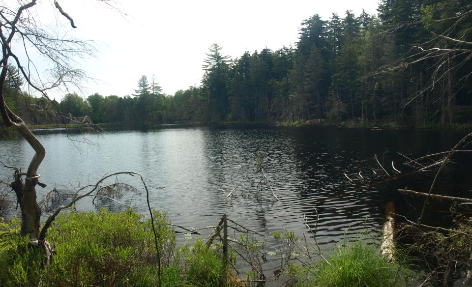 The view from the edge of Barker Pond