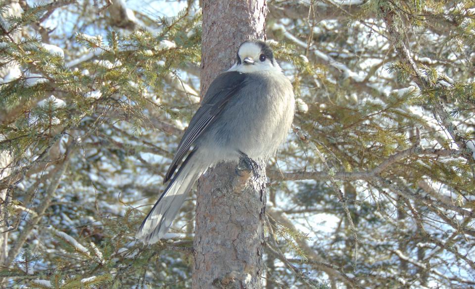 A Canada jay sits on a tree branch