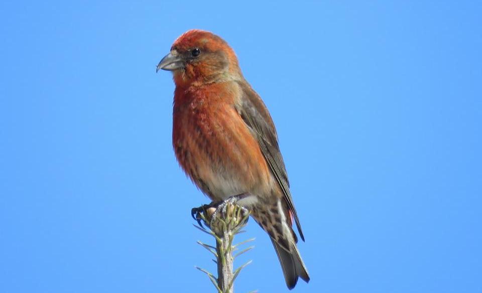 A bird sits on top a branch