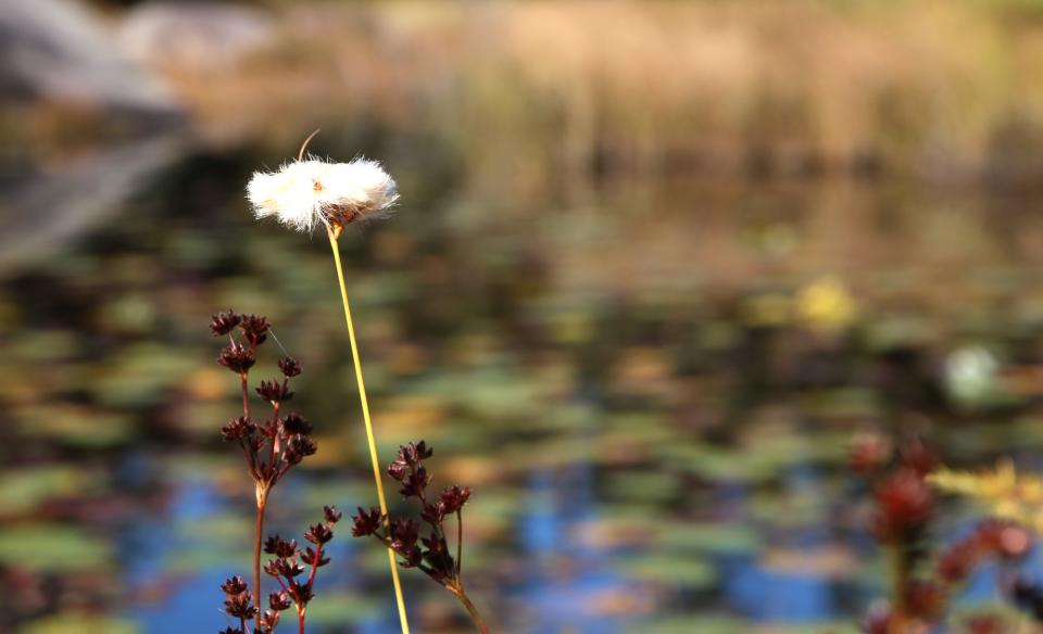 A sedge in bloom on a pond.
