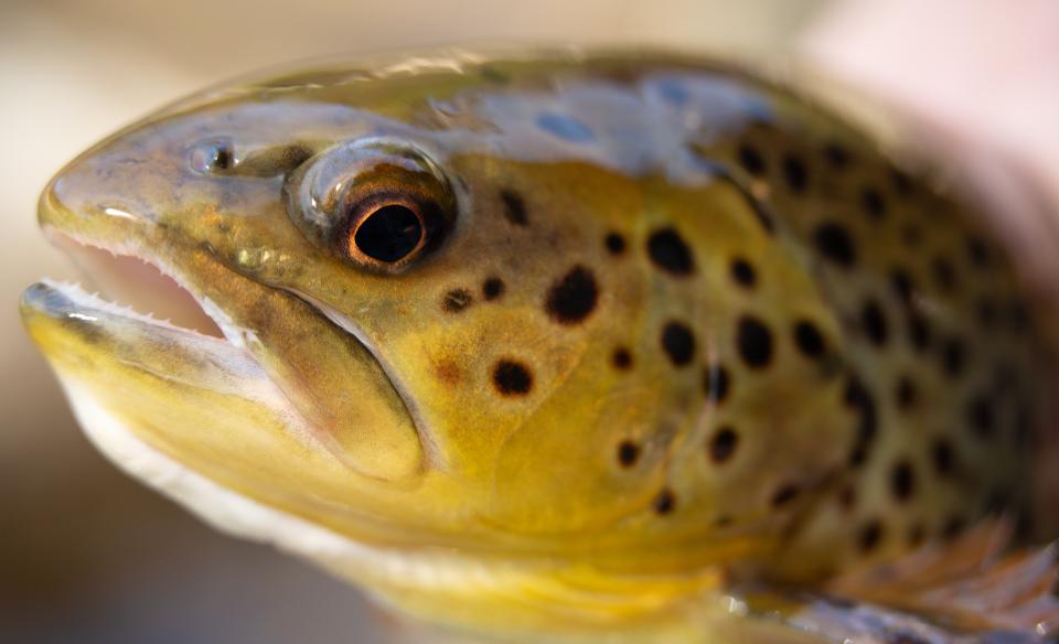 A close-up of a trout