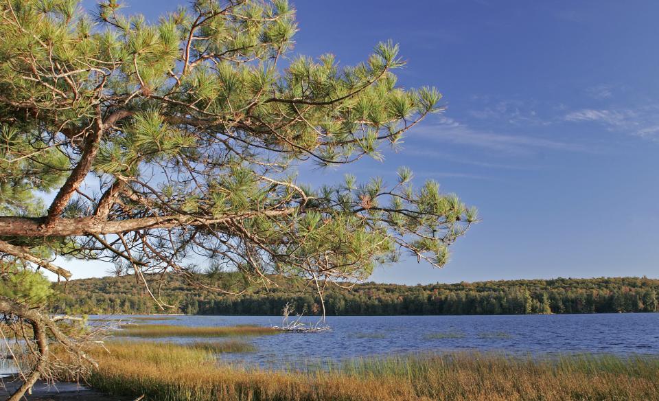 A tree points out onto a calm lake.
