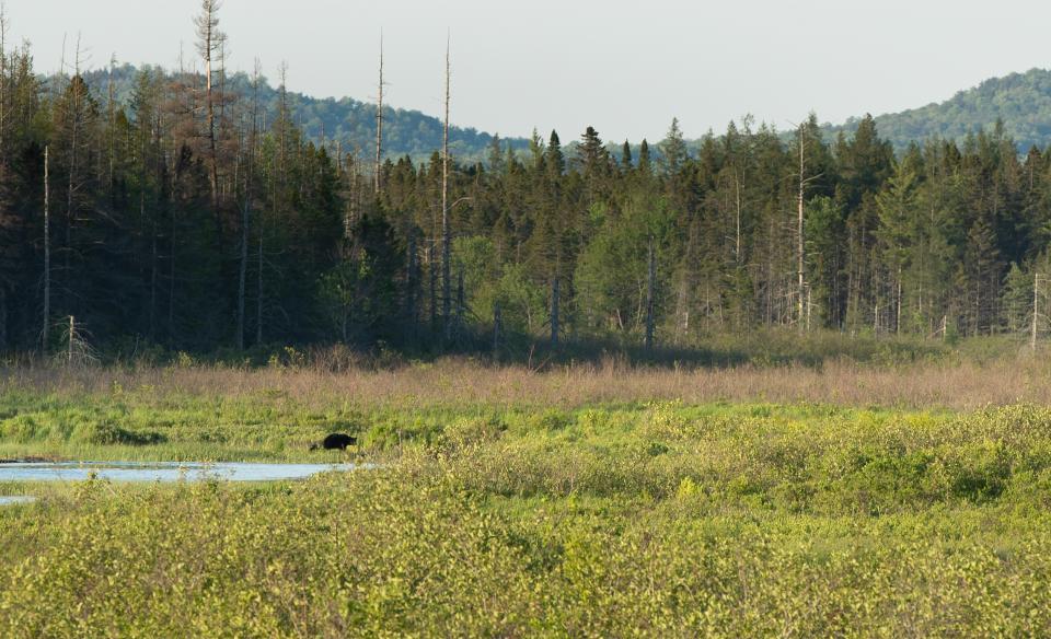 Lake Lila had beautiful views and wonderful wildlife