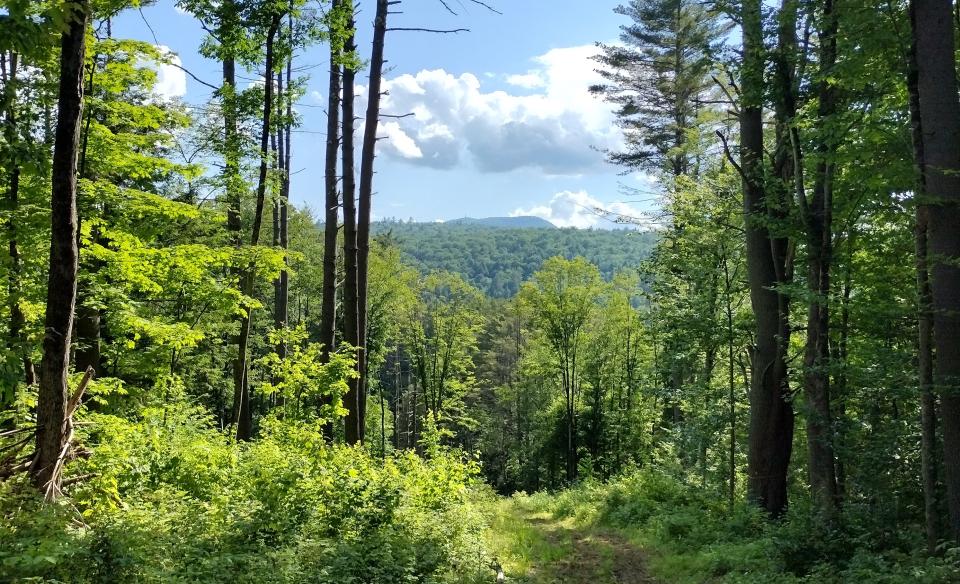 The view along Hope Center Trails.